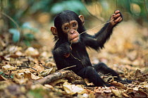 Young Chimpanzee chewing vine, 'Tom', Gombe NP, Tanzania 2002