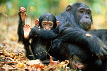 Chimpanzee + young showing digits, 'Tom' + 'Tanga', Gombe NP, Tanzania 2002