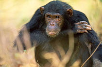 Male Chimpanzee portrait, Gombe NP, Tanzania, 'Ferdinand' 2002