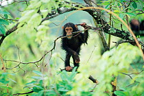 Young Chimpanzee in tree, Gombe NP, Tanzania 2002 {Pan troglodytes schweinfurtheii}
