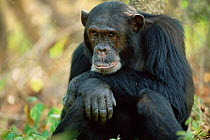 Male Chimpanzee portrait, Gombe NP, Tanzania, 'Freud' 2002