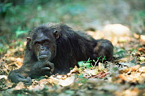 Female Chimpanzee resting, Gombe NP, Tanzania, 'Fifi' 2002