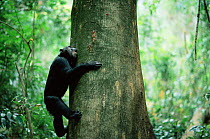 Chimpanzee feeding on sap from tree trunk, Gombe NP, Tanzania 2002