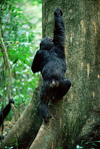 Chimpanzee climbing tree trunk, Gombe NP, Tanzania 2002