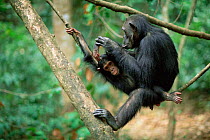 Chimpanzee grooming young 'Gremlin' + 'G', Gombe NP, Tanzania 2002