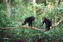 Two young Chimpanzees balancing on narrow branch, Gombe NP, Tanzania 2002