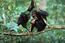 Two young Chimpanzees chewing on branch, Gombe NP, Tanzania 2002