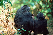 Mother Chimpanzee + young holding hands, Gombe NP, Tanzania 2002