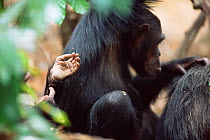Chimpanzees grooming, Gombe NP, Tanzania 2002 {Pan troglodytes schweinfurtheii}