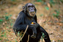 Chimpanzee feeding on flowers, Gombe NP, Tanzania 'Pax' 2002