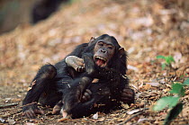 Chimpanzee playing with young, Gombe NP, Tanzania 'Gaia' + 'G' 2002