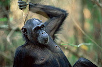 Female Chimpanzee portrait, Gombe NP, Tanzania 'Fanni' 2002