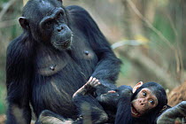 Female Chimpanzee + young, Gombe NP, Tanzania 'Fanni' + 'Fundi' 2002
