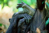 Close up of Chimpanzee hands, Gombe NP, Tanzania 2002