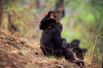 Chimpanzee baby climbing on mother, 'Fifi' + 'Furaha', Gombe NP, Tanzania 2003