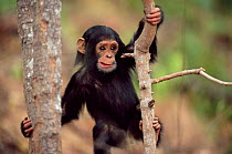 Young Chimpanzee climbing, 'Furaha', Gombe NP, Tanzania 2003