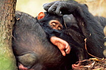 Chimpanzee mother strokes baby, 'Fifi' + 'Furaha', Gombe NP, Tanzania 2003