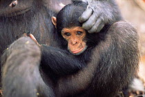 Chimpanzee mother strokes baby, 'Fifi' + 'Furaha', Gombe NP, Tanzania 2003