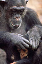 Chimpanzee mother grooms baby, 'Fifi' + 'Furaha', Gombe NP, Tanzania 2003