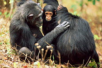 Chimpanzees grooming, 'Fifi' + 'Furaha', Gombe NP, Tanzania 2003