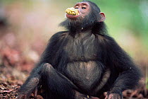 Chimpanzee wodging food, Gombe NP, Tanzania 2003 {Pan troglodytes schweinfurtheii}