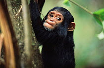 Young Chimpanzee playing, 'Furaha', Gombe NP, Tanzania 2003