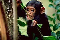 Young Chimpanzee playing, 'Furaha', Gombe NP, Tanzania 2003