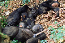 Chimpanzee family sleeping, Gombe NP, Tanzania 'F' family, 2003