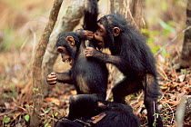 Young Chimpanzees play fighting, Gombe NP, Tanzania 2003