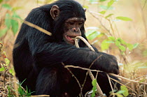 Chimpanzees feeding, 'Titan', Gombe NP, Tanzania 2003 {Pan troglodytes schweinfurtheii}