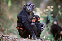 Chimpanzee mother + young, 'Fanni' + 'Fundi', Gombe NP, Tanzania 2003