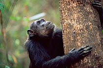 Chimpanzee climbing tree to feed on sap, 'Fifi', Gombe NP, Tanzania 2003