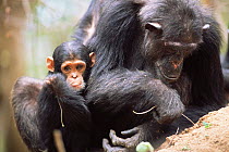 Baby Chimpanzee watches mother fish for termites with twig, 'Fifi' + 'Furaha', Gombe