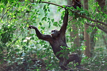 Chimpanzee swinging through tree, 'Fanni' Gombe NP, Tanzania 2003