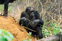 Male Chimpanzee tool making at termite mound, 'Gremlin' Gombe NP, Tanzania 2003