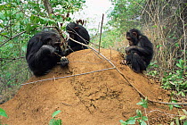 Male Chimpanzee + young fishing for termites, Gombe NP, Tanzania 2003 'Gremlin'
