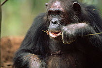 Male Chimpanzee eating termites off twig tool, Gombe NP, Tanzania 2003 'Gremlin'
