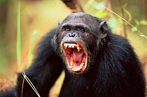 Male Chimpanzee yawning, Gombe NP, Tanzania 2003 'Tubbe' {Pan troglodytes schweinfurtheii}