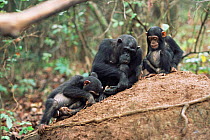 Female Chimpanzee + young fishing for termites, Gombe NP, Tanzania 2003 'Fanni' + family