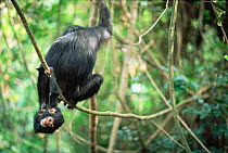 Young Chimpanzee hanging upside-down from mother, Gombe NP, Tanzania 2003 'Tanga' + 'Tom'