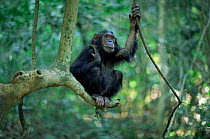 Chimpanzee sitting in tree, Gombe NP, Tanzania 2003 'Gaia' {Pan troglodytes schweinfurtheii}