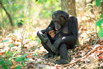Chimpanzee + young, Gombe NP, Tanzania 2003, 'Fanni' + 'Fundi'