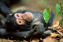 Young Chimpanzee, Gombe NP, Tanzania 2003, 'Fudge'