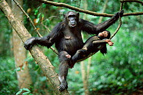 Chimpanzee + young in tree, 'Gremlin' + 'G', Gombe NP, Tanzania 2003