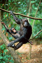 Chimpanzee + young in tree 'Gremlin' + 'G', Gombe NP, Tanzania 2003