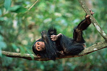 Young Chimpanzee resting on narrow branch, 'Flirt'