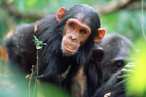Young Chimpanzee portrait, 'Flirt', Gombe NP, Tanzania 2003