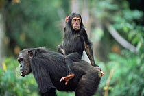 Young Chimpanzee jockey riding on mother, Gombe NP, Tanzania 2003 'Gremlin'