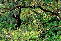 Chimpanzee swinging through trees, Gombe NP, Tanzania 2003 'Fanni'