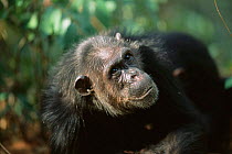 Female Chimpanzee portrait, 'Fifi', Gombe NP, Tanzania 2003